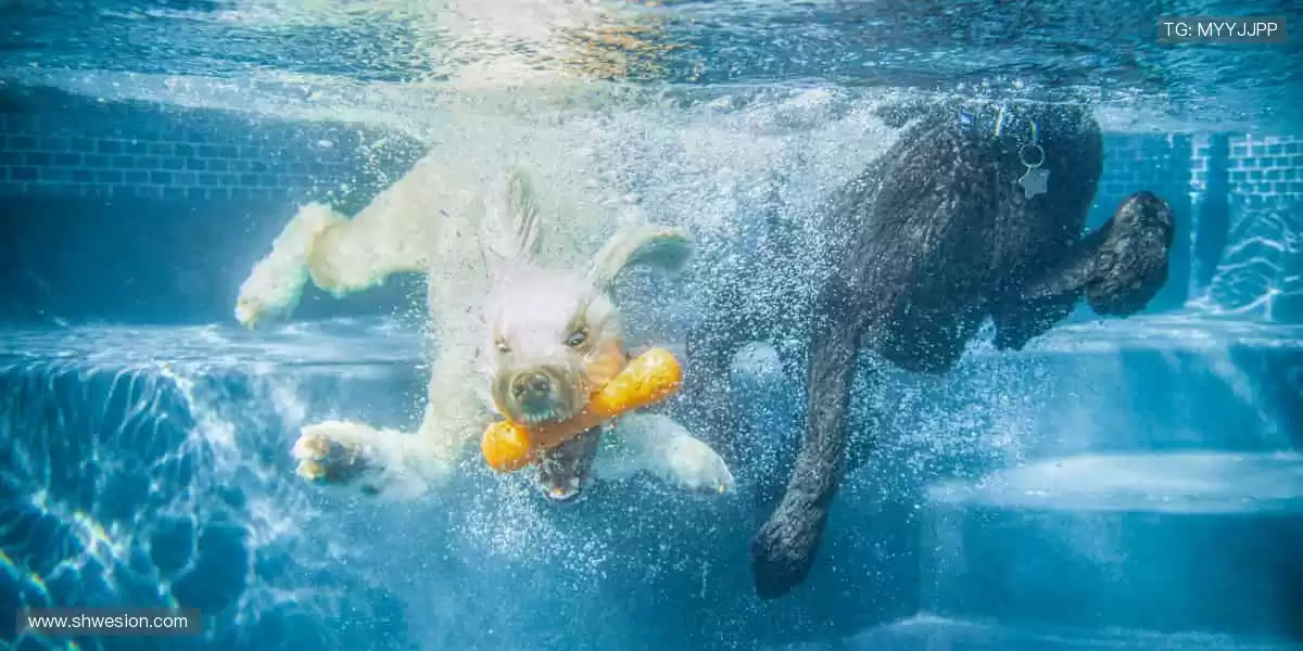 🏀 巅峰之战，不容错过！全球赛事同步直播，零时差感受速度与激情！